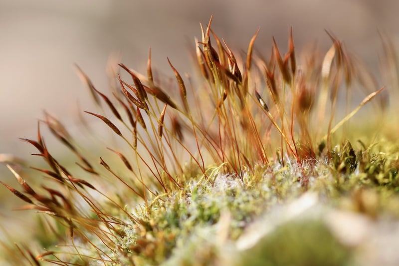 Moss Species