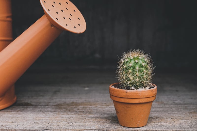 Watering Advice