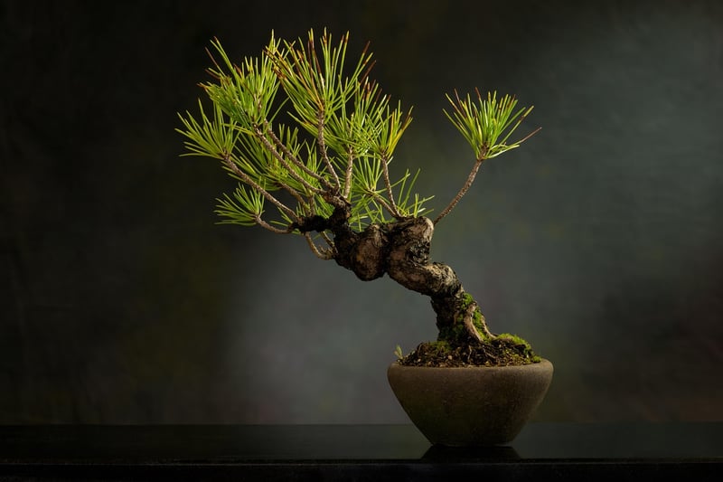 Bonsai Tree in a peaceful setting